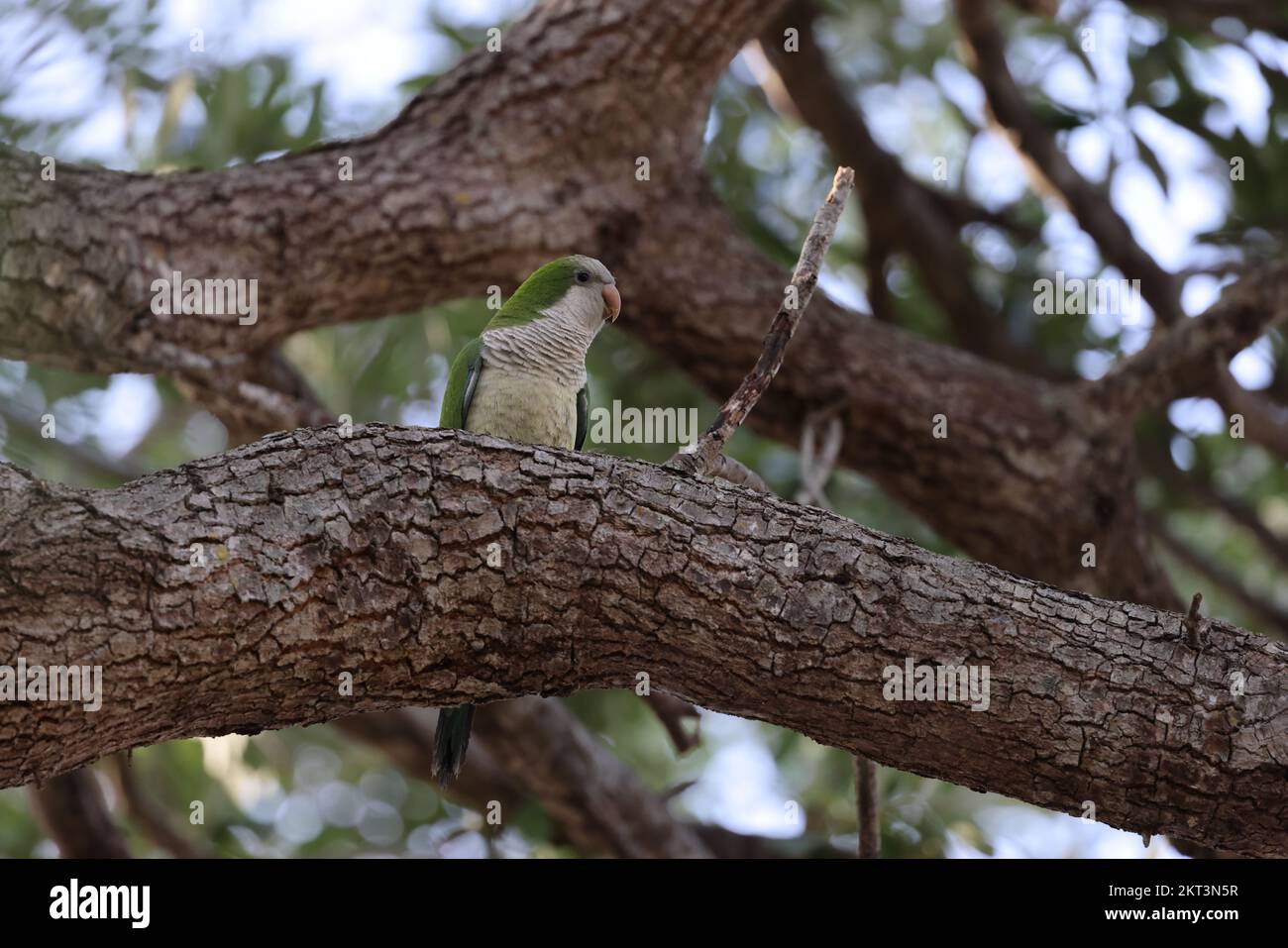 Monk Parakeet (Myiopsitta monachus) Cape Coral Florida Stock Photo Alamy