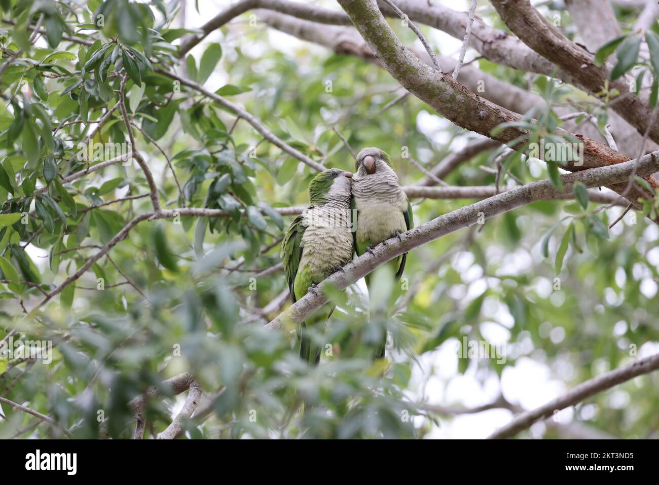 Monk Parakeet (Myiopsitta monachus) Cape Coral Florida Stock Photo Alamy