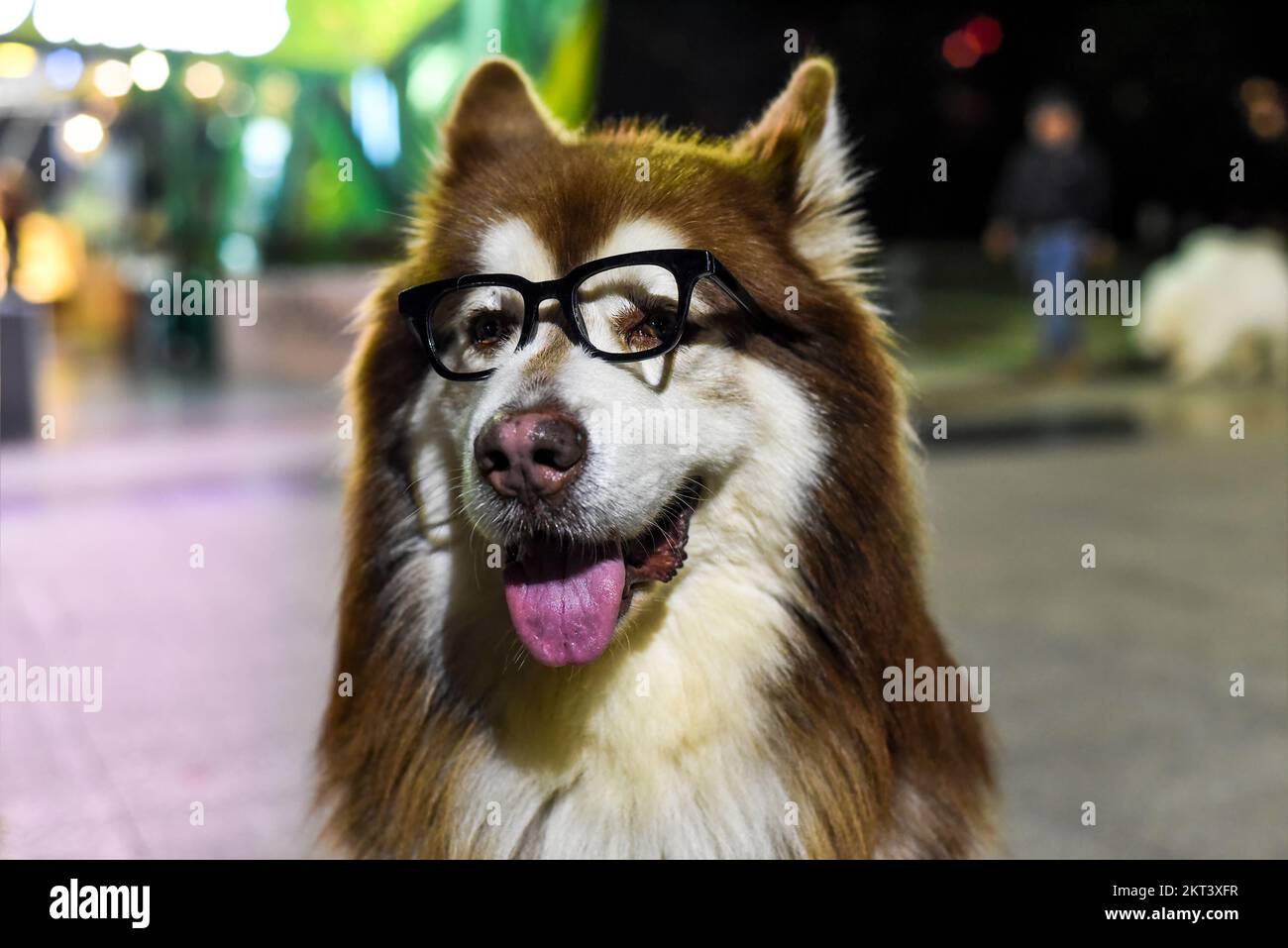 Alaskan malamute adult sitting hi-res stock photography and images - Alamy Alaskan malamute adult sitting hi-res stock photography and images - Alamy