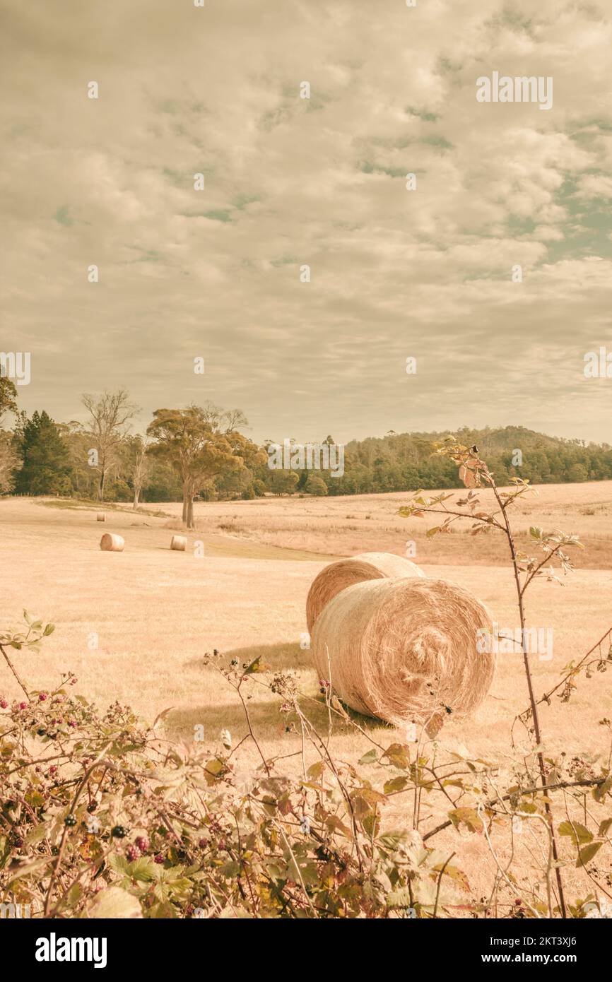 Golden farm landscape taken autumn time with soft yellow pastel hues