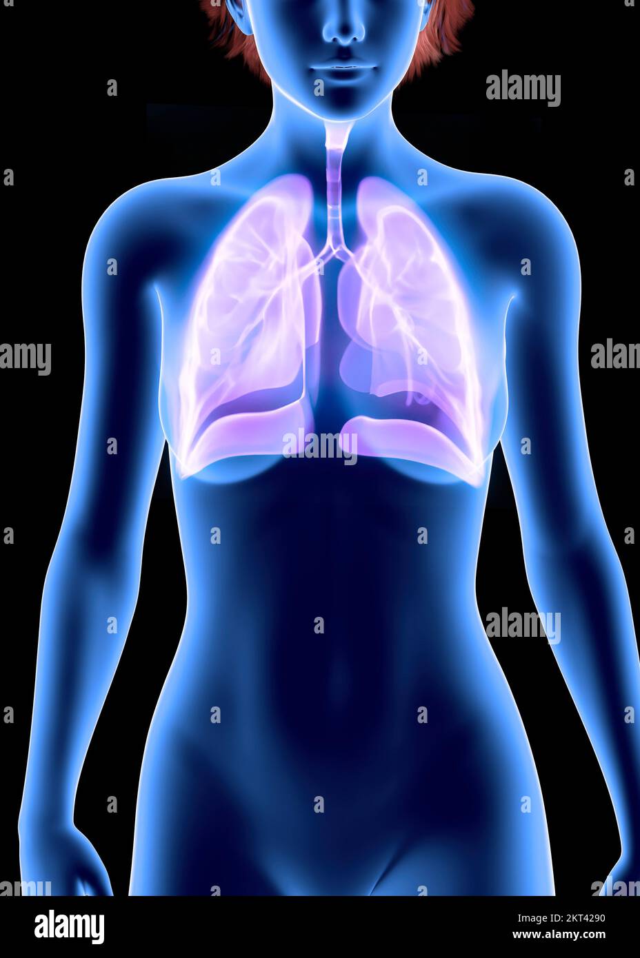 Human anatomy, problems with the respiratory system, severely damaged lungs. Woman silhouette Stock Photo