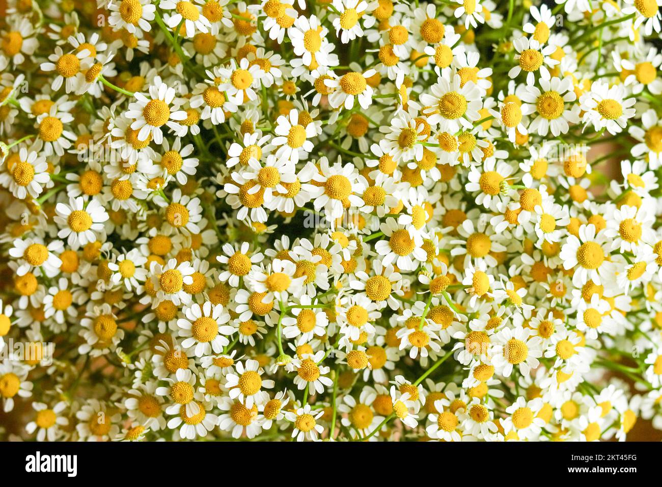Small chamomile feverfew daisy Tanacetum parthenium flowers bouquet full frame top view flat lay Stock Photo