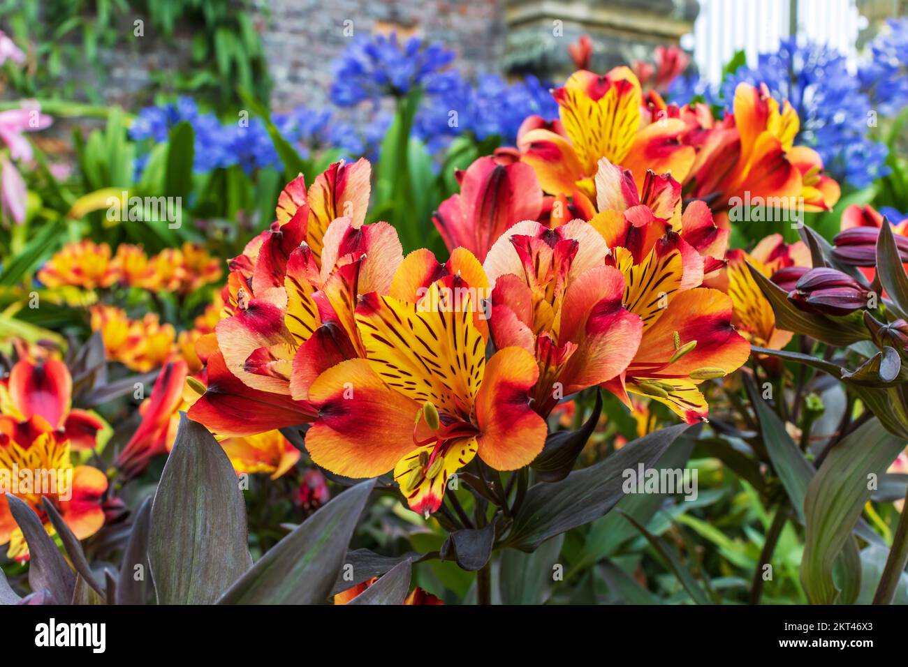 Alstroemeria Indian Summer, a vigorous perennial with coppery-orange and golden-yellow flowers in a garden herbaceous border. Stock Photo