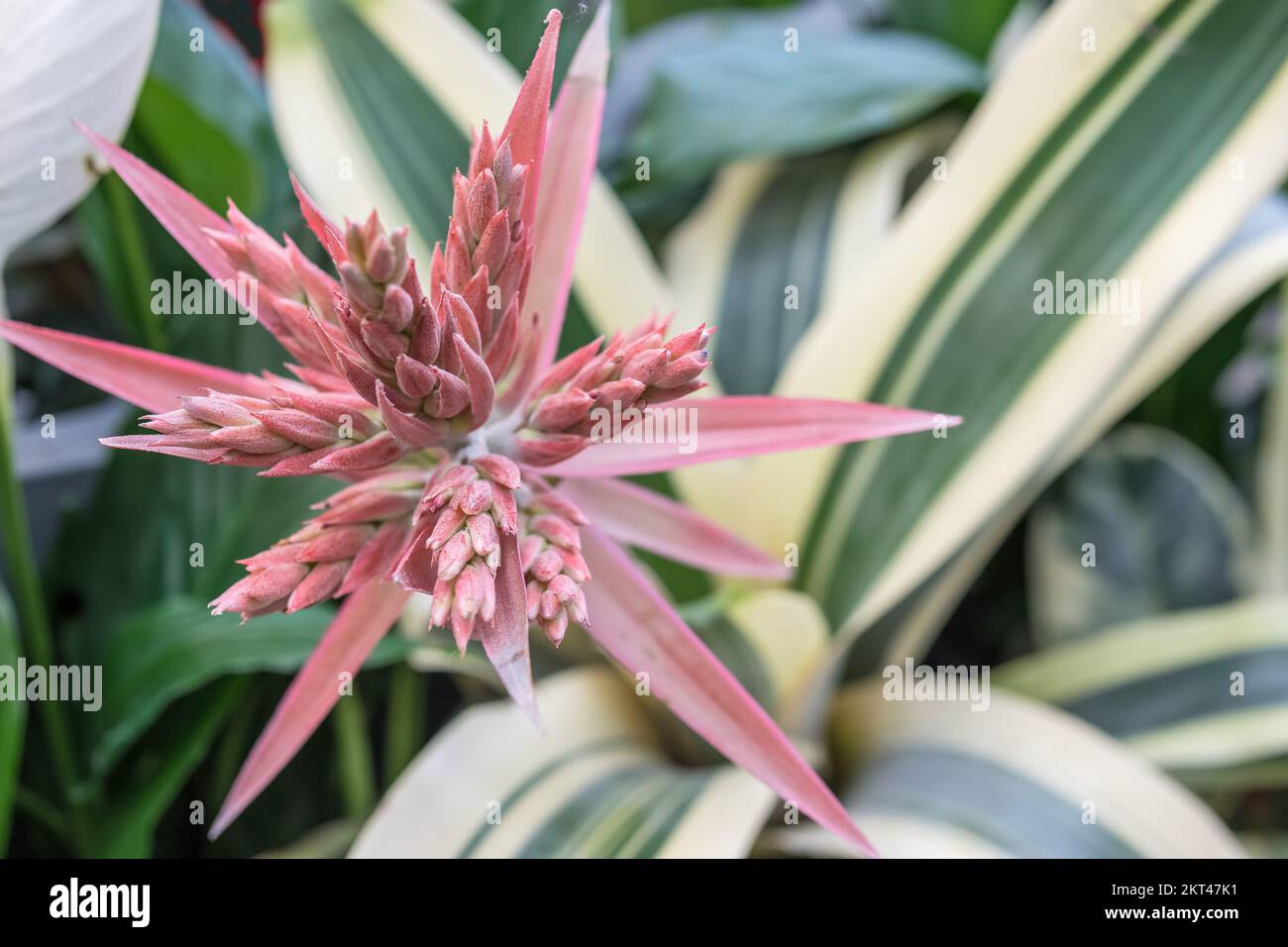 Exotic pale pink flower of Aechmea Fasciata Felice plant with long stripy leaves. Stock Photo