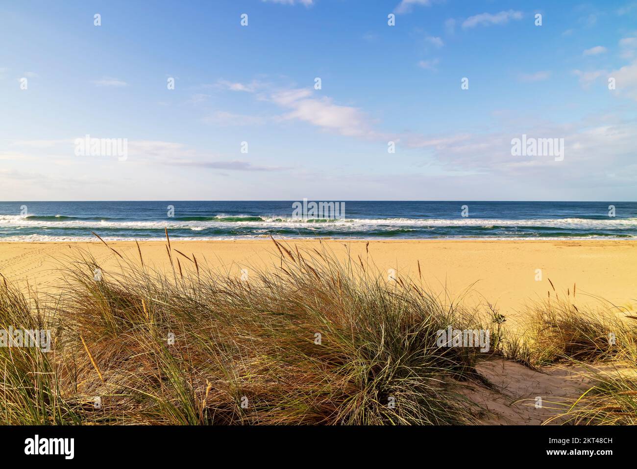 Windswept coastal dunes with dense, spiky tufts of Marram grass. Stock Photo