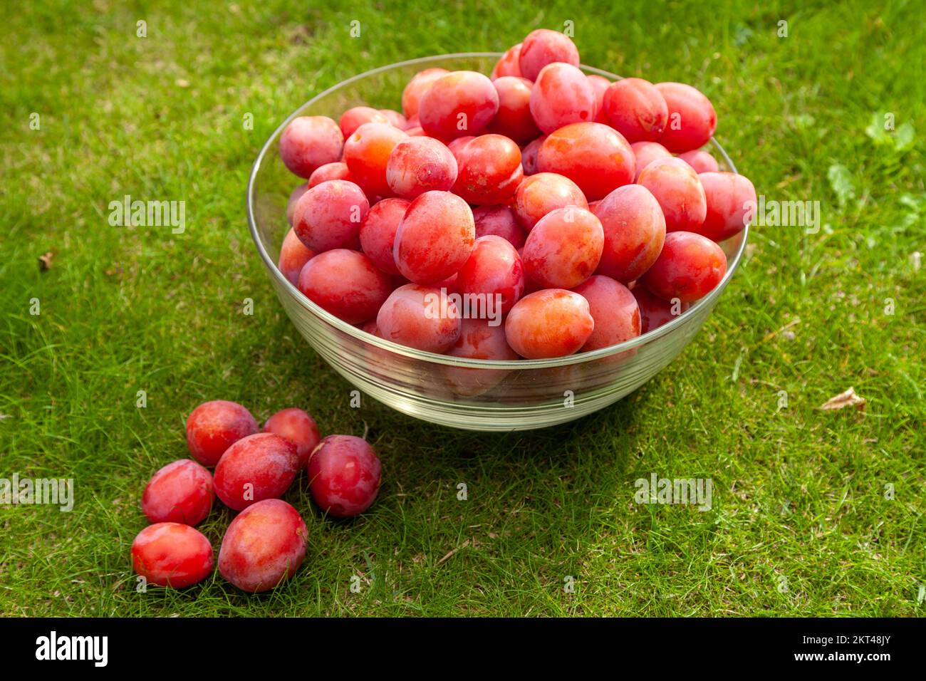 Victoria plums freshly picked and in a glass bowl on grass Stock Photo