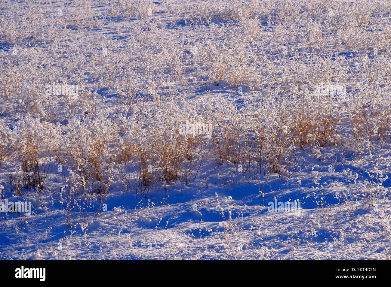 Snowy field in wintertime with snow and frosty ice covering plants Stock Photo