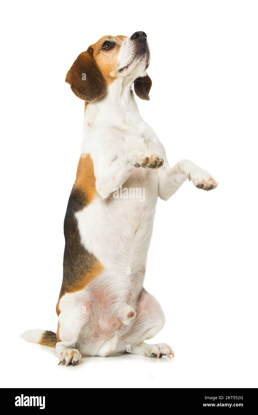 Why Does My Dog Sit On His Hind Legs