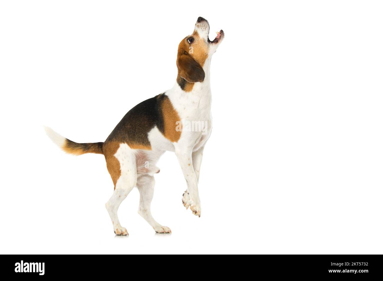 Beagle dog jumps up and catches isolated on white background Stock