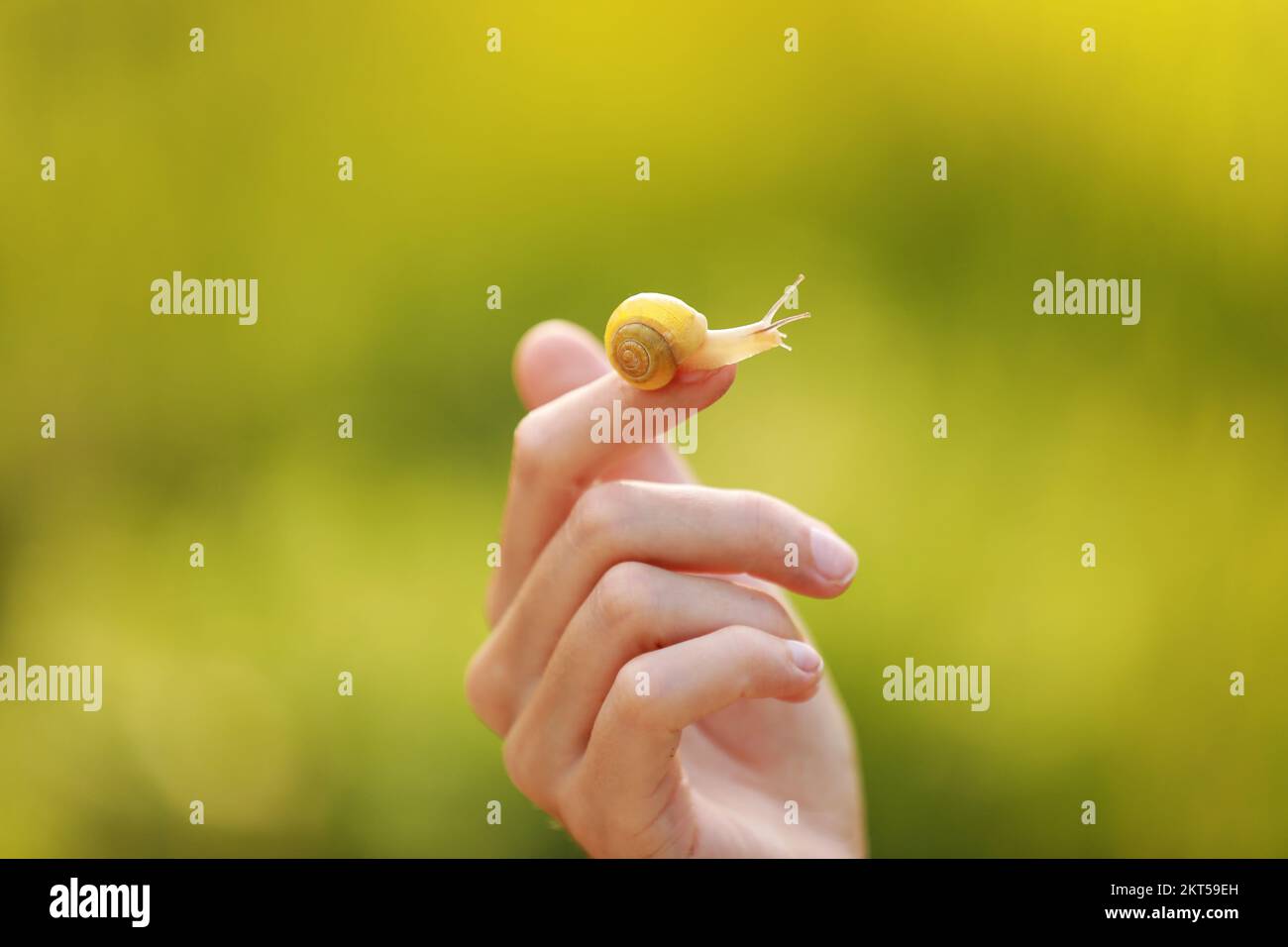 A small snail on the finger on green nature background, snail slime