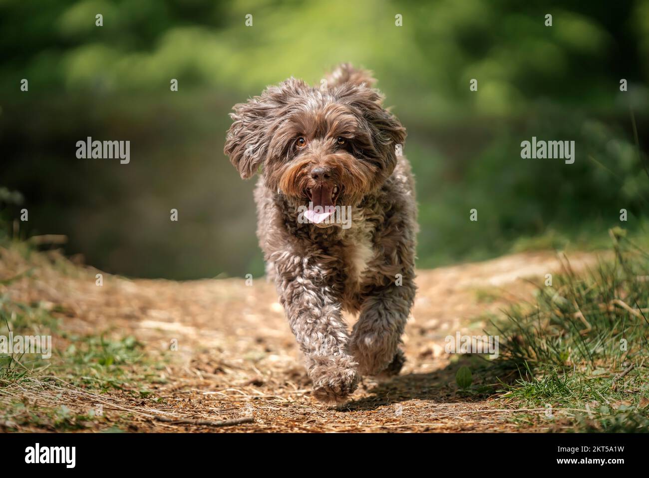Brown Cockapoo running directly at the camera in the forest with a ...