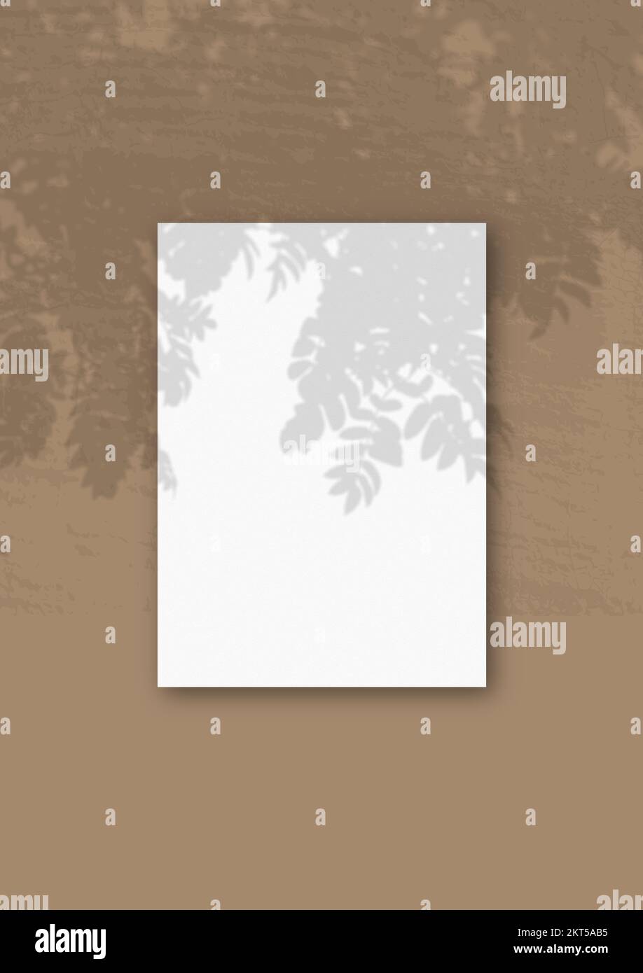 A vertical A4 sheet of white textured paper on the Brown wall background. Mockup overlay with the plant shadows. Natural light casts shadows from an R Stock Photo