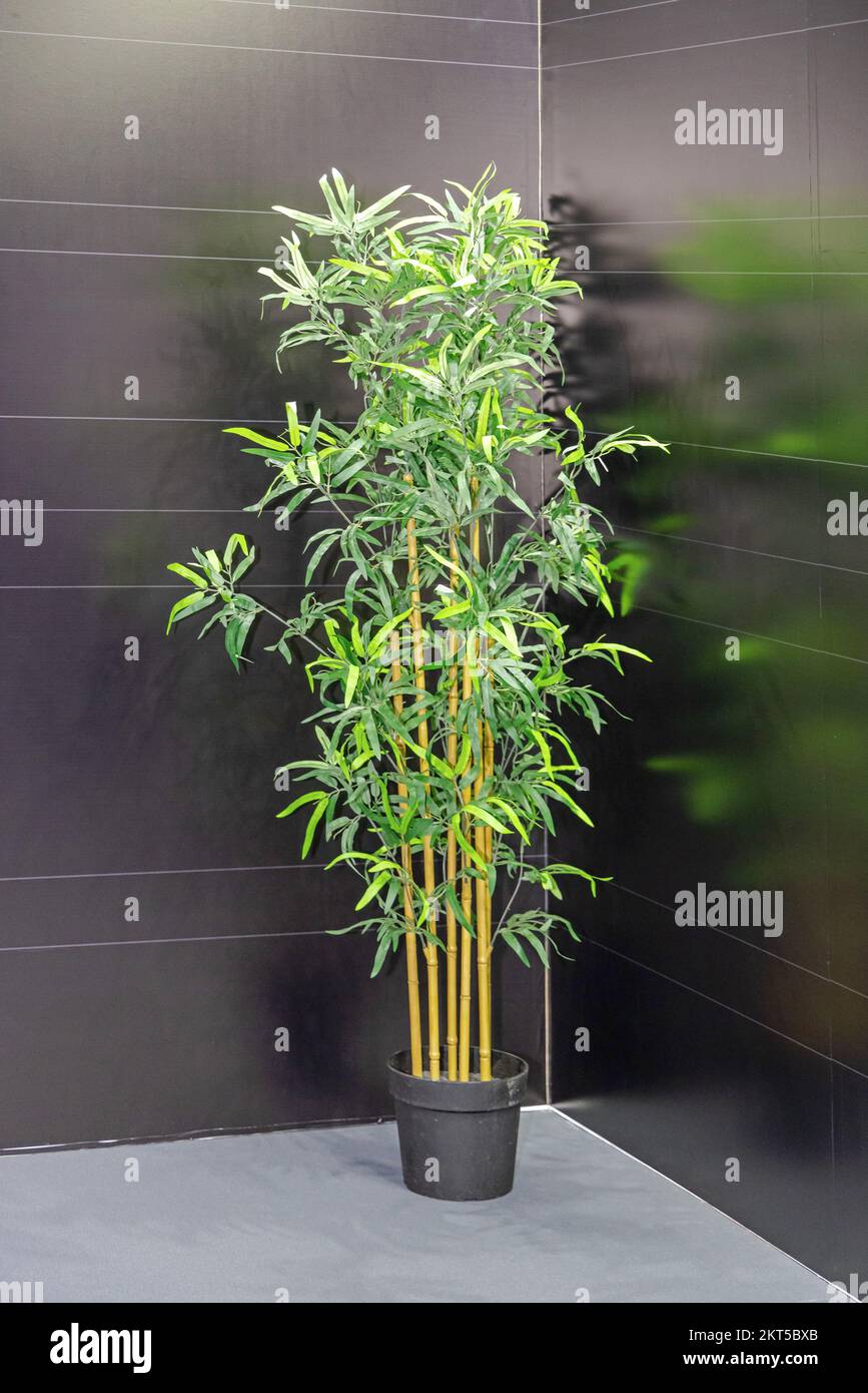 Potted Green Artificial Bamboo Plant in Black Room Corner Stock Photo