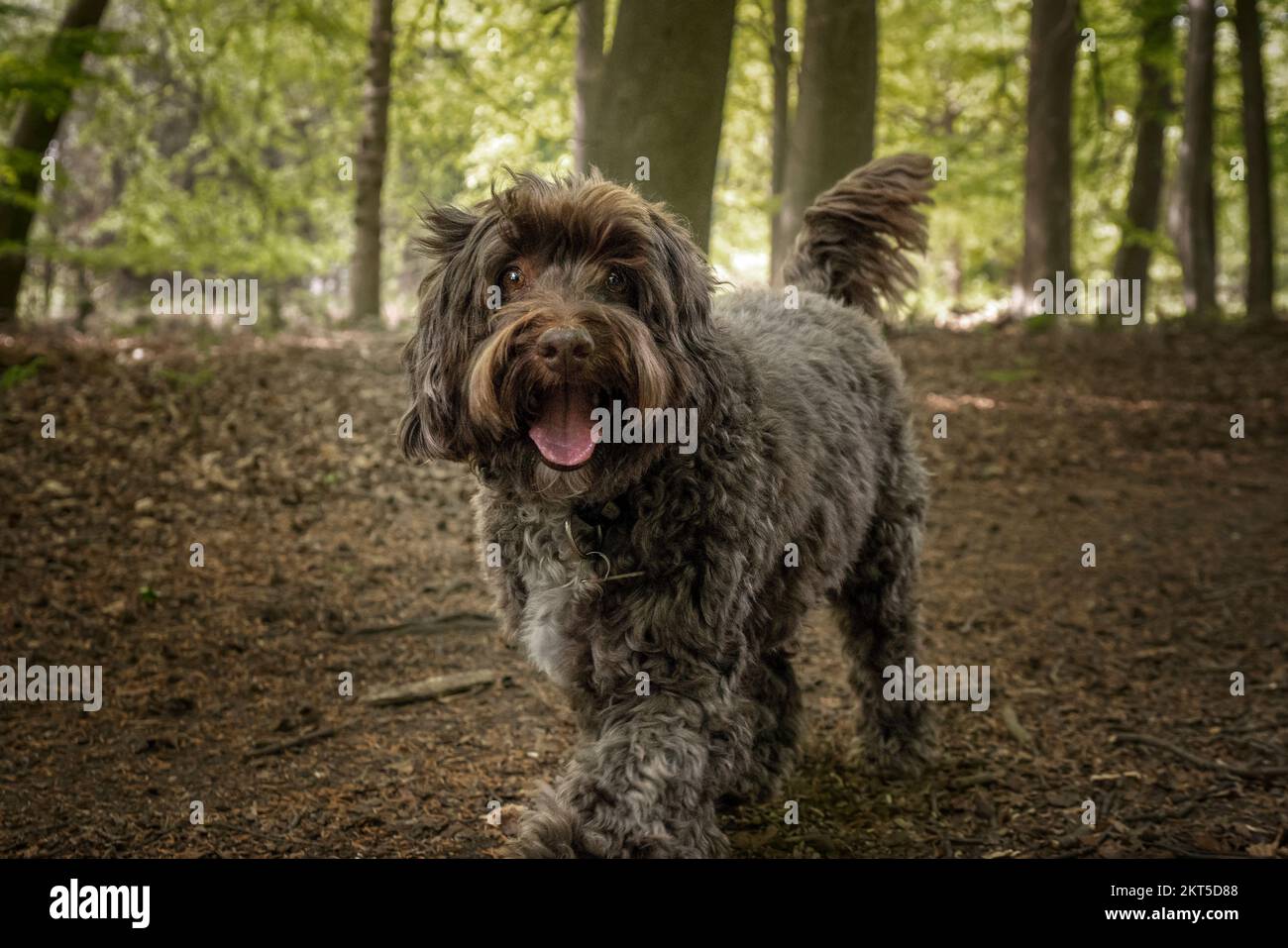 Brown Cockapoo walking fin the forest looking at the camera Stock Photo