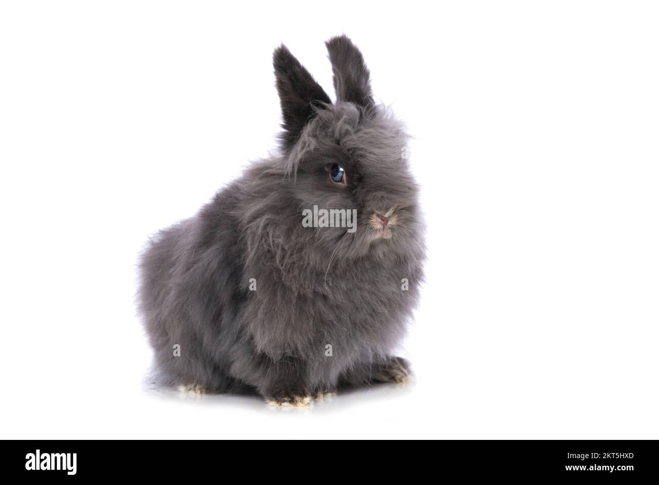 Cute dwarf rabbit isolated on white background Stock Photo - Alamy
