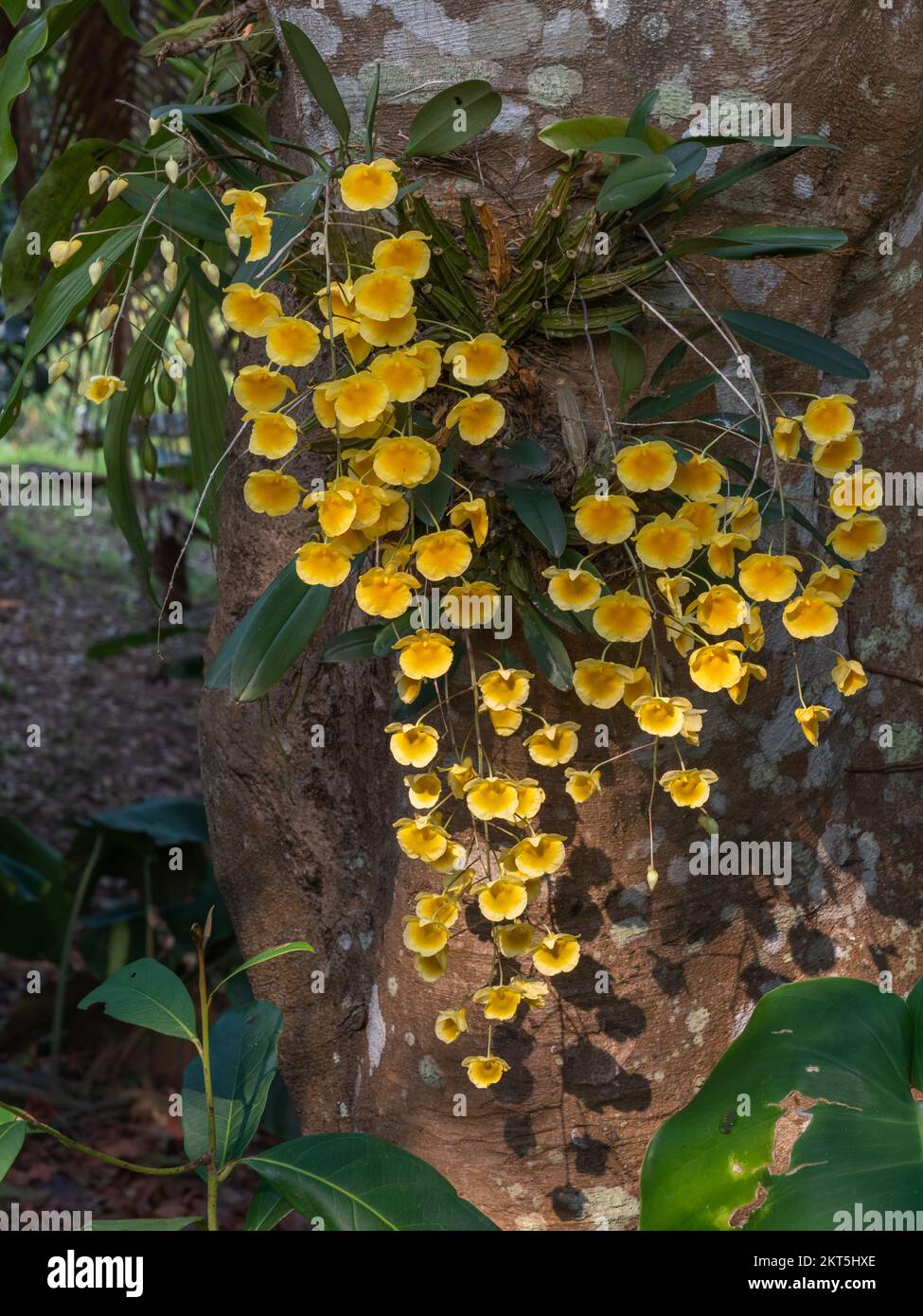 Bright yellow orange flowers of epiphytic orchid species dendrobium lindleyi aka Lindley's dendrobium blooming in spring in tropical garden Stock Photo