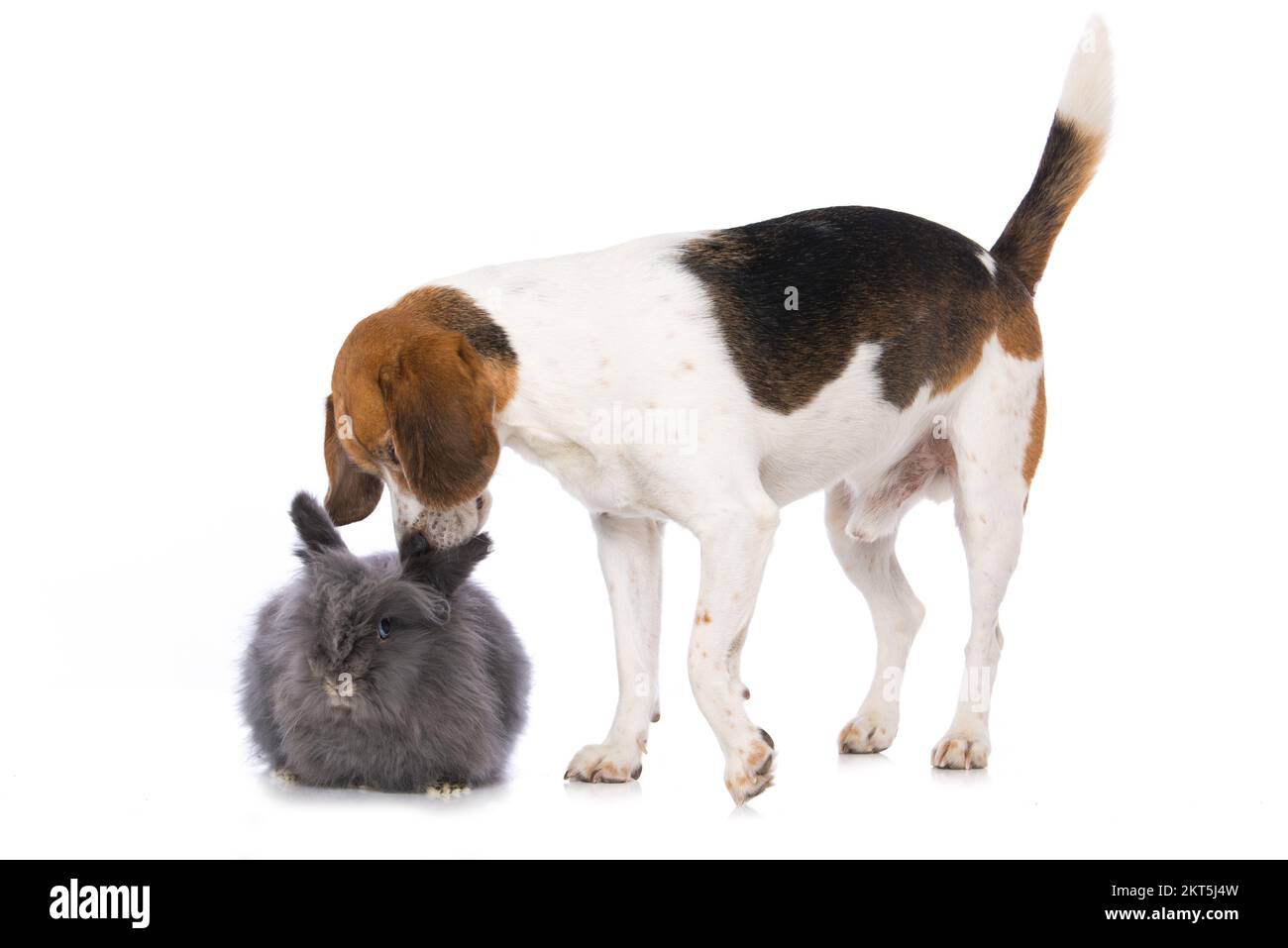 Beagle dog with a rabbit isolated on white background Stock Photo - Alamy