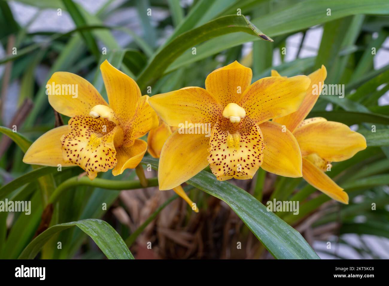 Closeup view of colorful yellow and brown flowers of cymbidium terrestrial orchid hybrid blooming outdoors in garden Stock Photo
