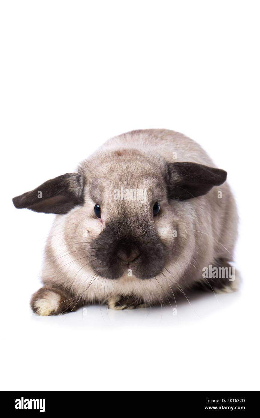 Cute dwarf rabbit isolated on white background Stock Photo - Alamy