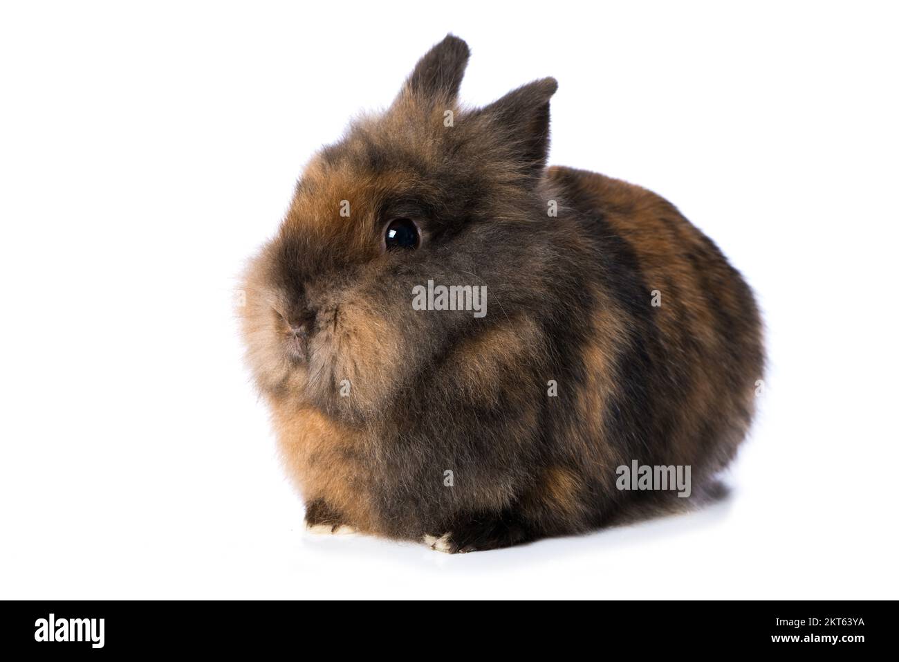 Cute dwarf rabbit isolated on white background Stock Photo