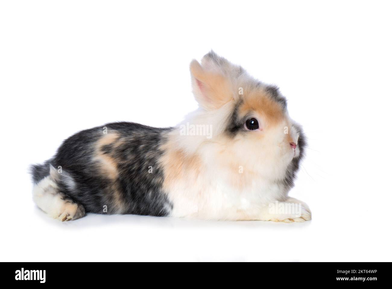 Cute dwarf rabbit isolated on white background Stock Photo - Alamy