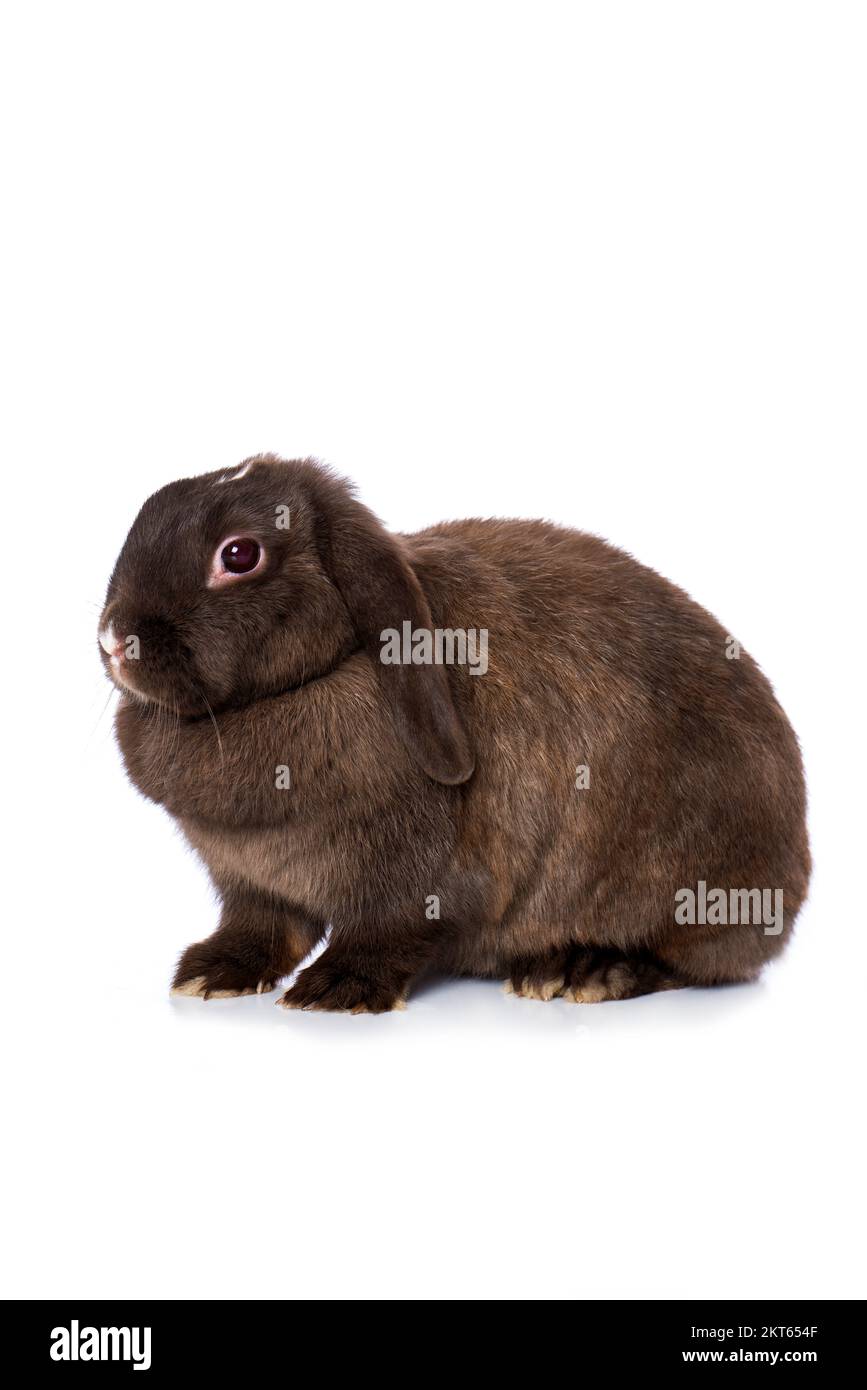 Cute dwarf rabbit isolated on white background Stock Photo - Alamy