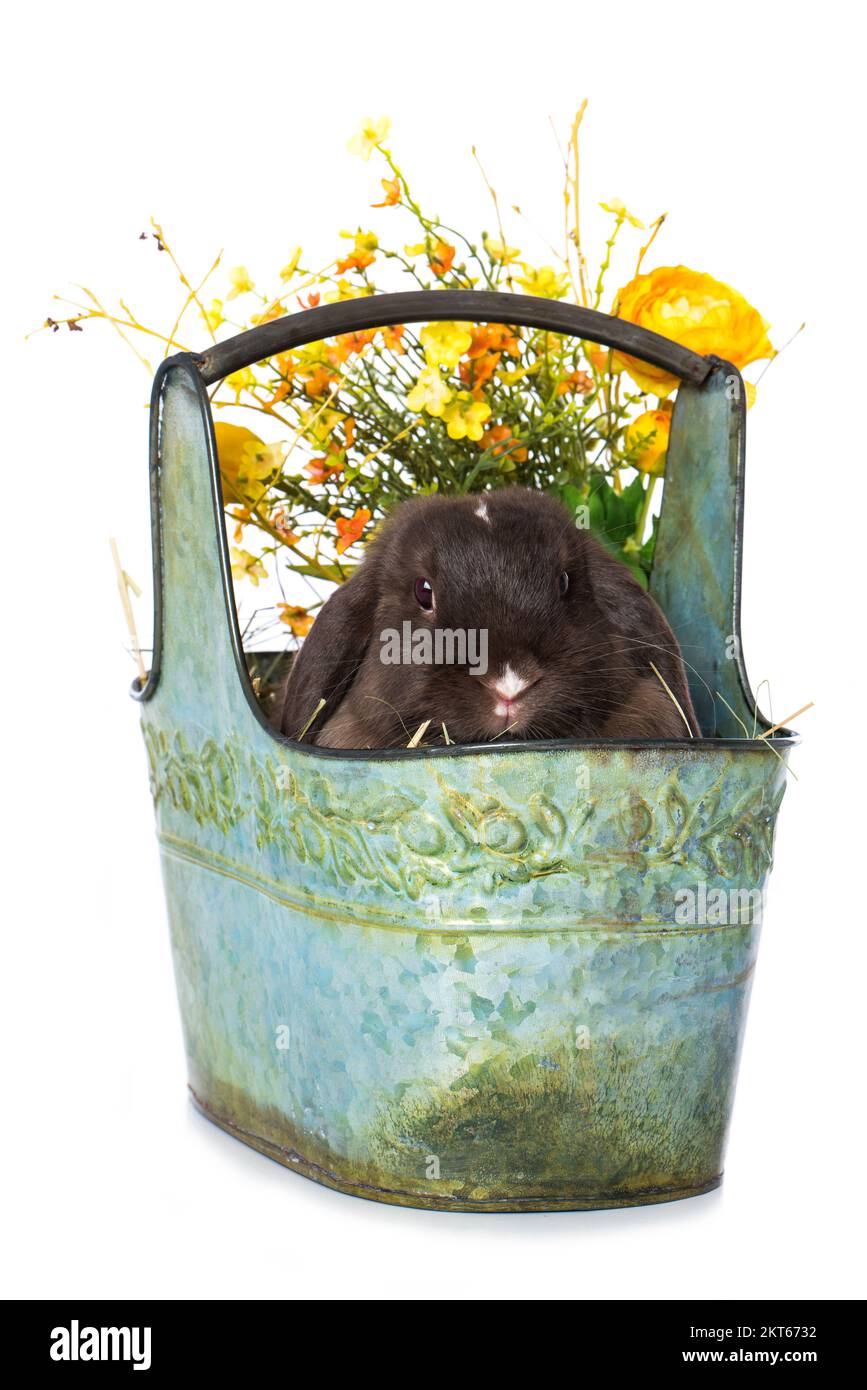 Cute dwarf rabbit in a metal basket isolated on white background Stock ...