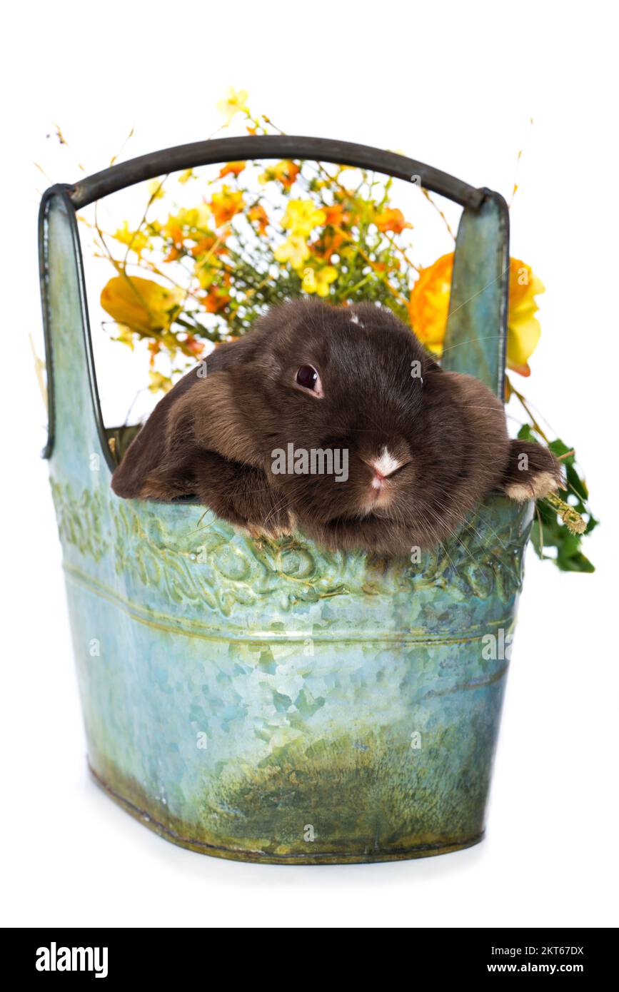 Cute dwarf rabbit in a metal basket isolated on white background Stock ...