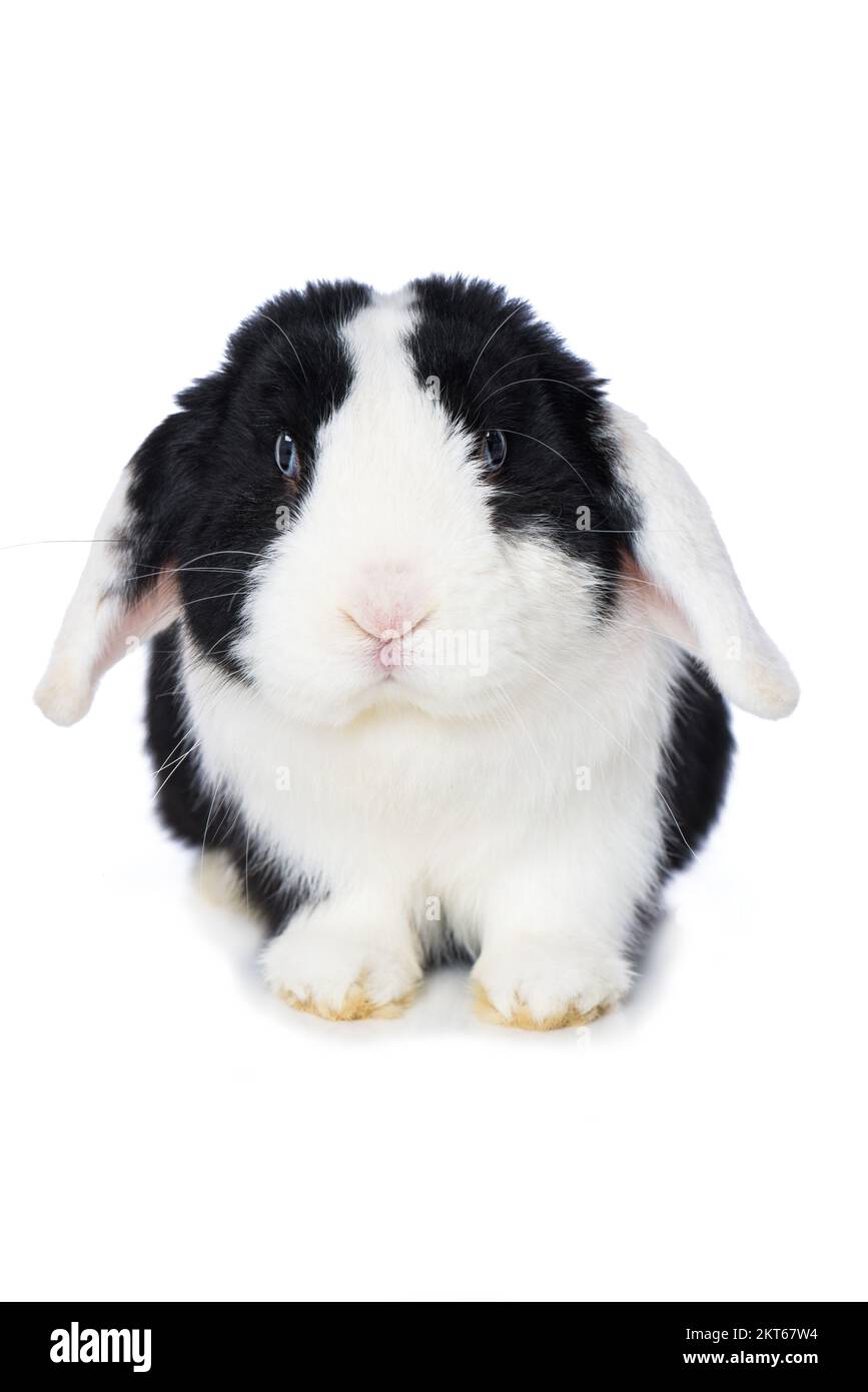 Cute dwarf rabbit isolated on white background Stock Photo - Alamy