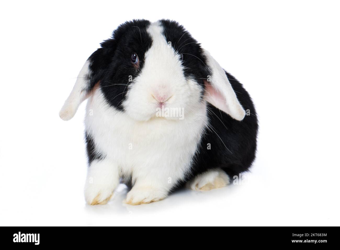 Cute dwarf rabbit isolated on white background Stock Photo - Alamy