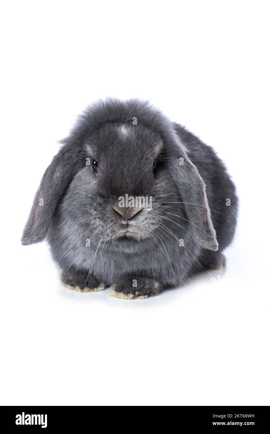 Cute dwarf rabbit isolated on white background Stock Photo