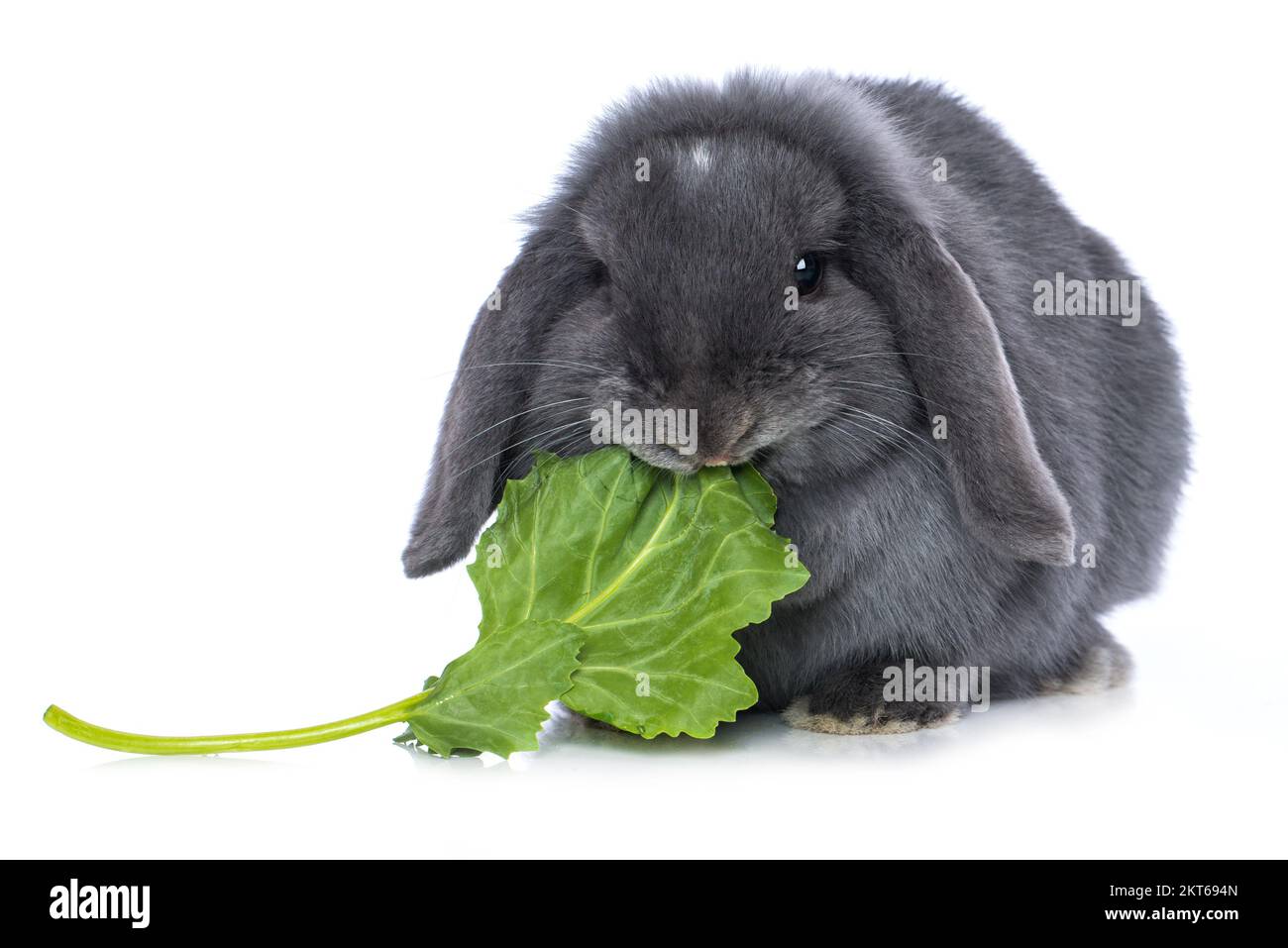 Dwarf rabbit eat salad isolated on white background Stock Photo Alamy