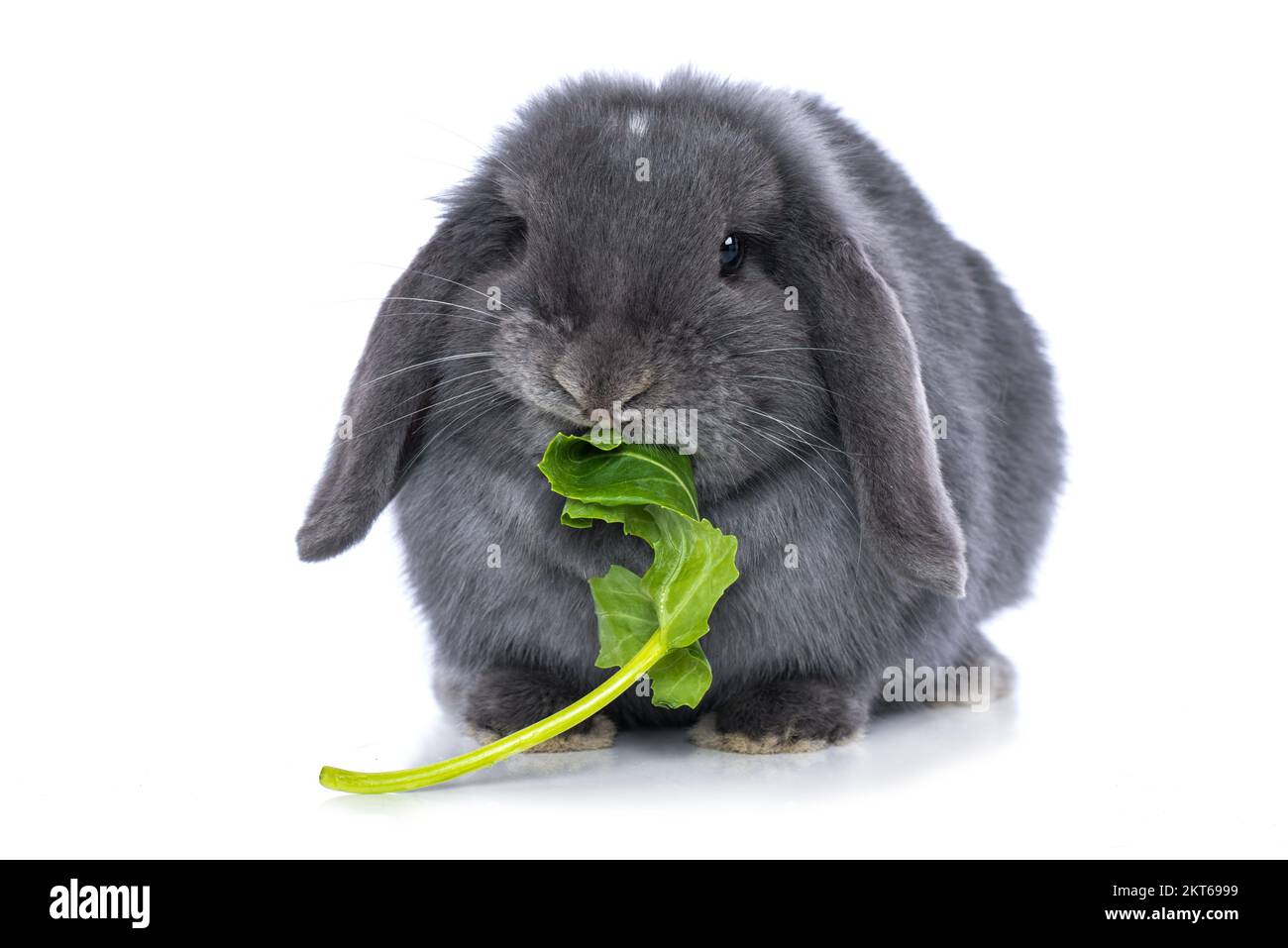 Dwarf rabbit eat salad isolated on white background Stock Photo Alamy
