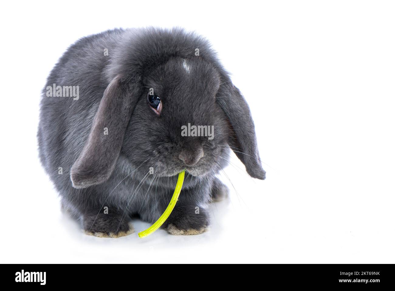 Dwarf rabbit eat salad isolated on white background Stock Photo Alamy