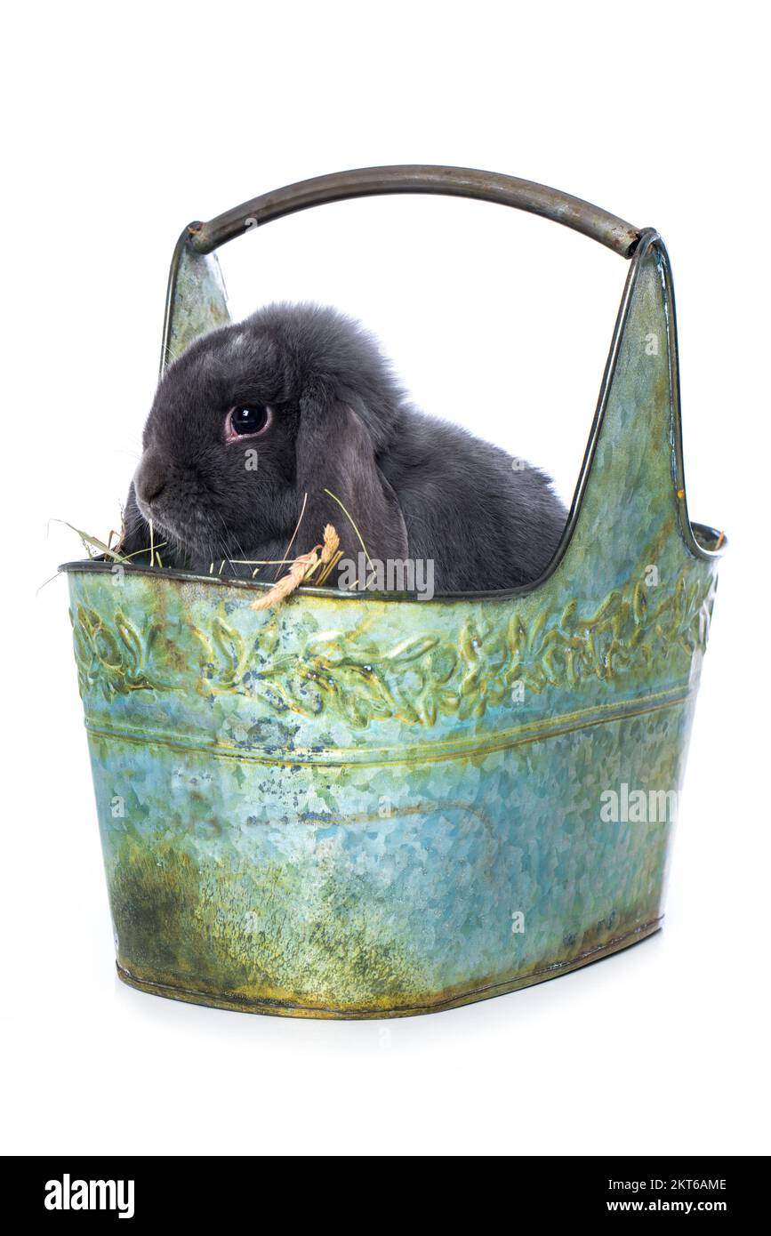 Dwarf rabbit in a metal basket isolated on white background Stock Photo ...