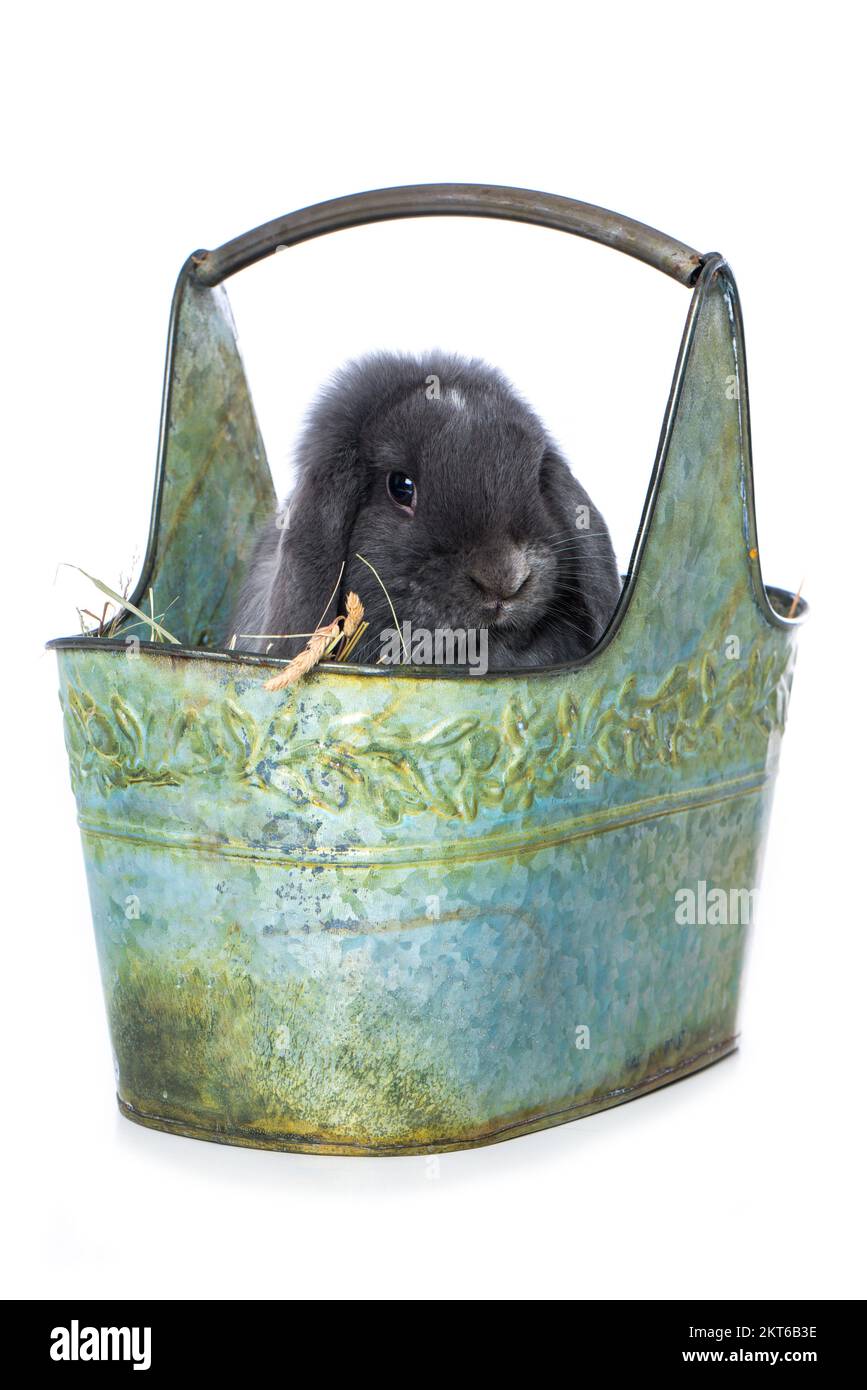 Dwarf rabbit in a metal basket isolated on white background Stock Photo ...