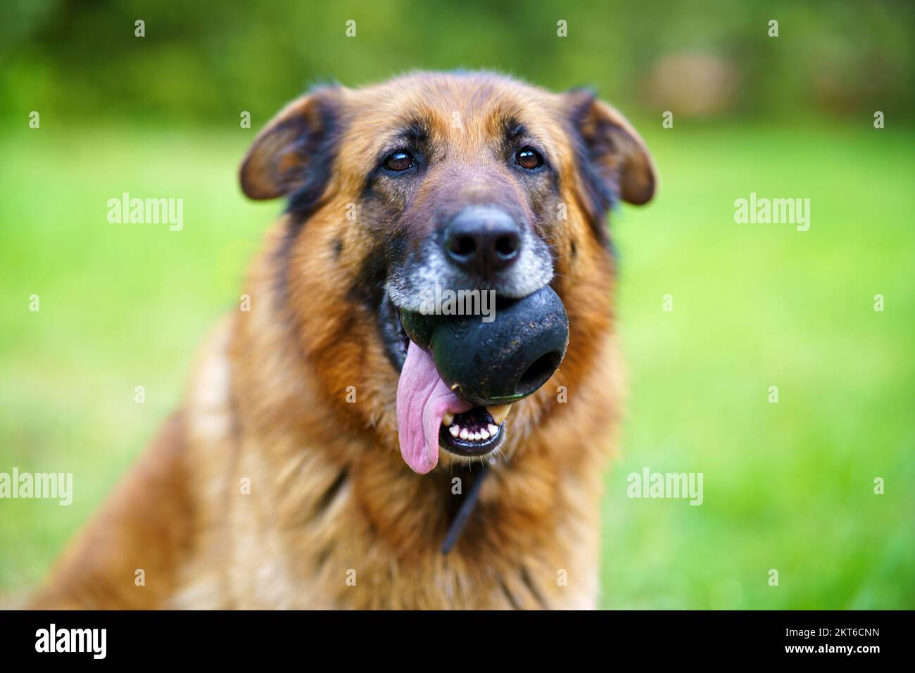 German Shepherd Dog With Toy In Muzzle Stock Photo