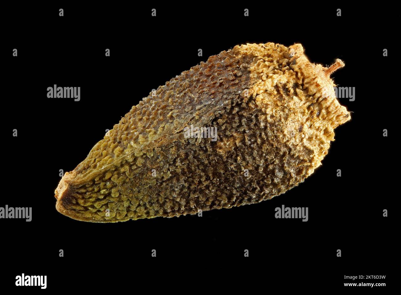 Rhaponticum coniferum, Zapfenkopf, close up, fruit (seed) without pappus, fruit 3 mm long Stock Photo