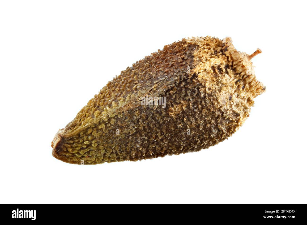 Rhaponticum coniferum, Zapfenkopf, close up, fruit (seed) without pappus, fruit 3 mm long Stock Photo