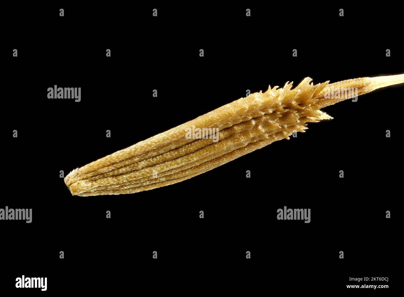 Taraxacum officinale, Common dandelion, Gewöhnlicher Löwenzahn, close up, fruit (seed)  without pappus, fruit 3-4 mm long Stock Photo