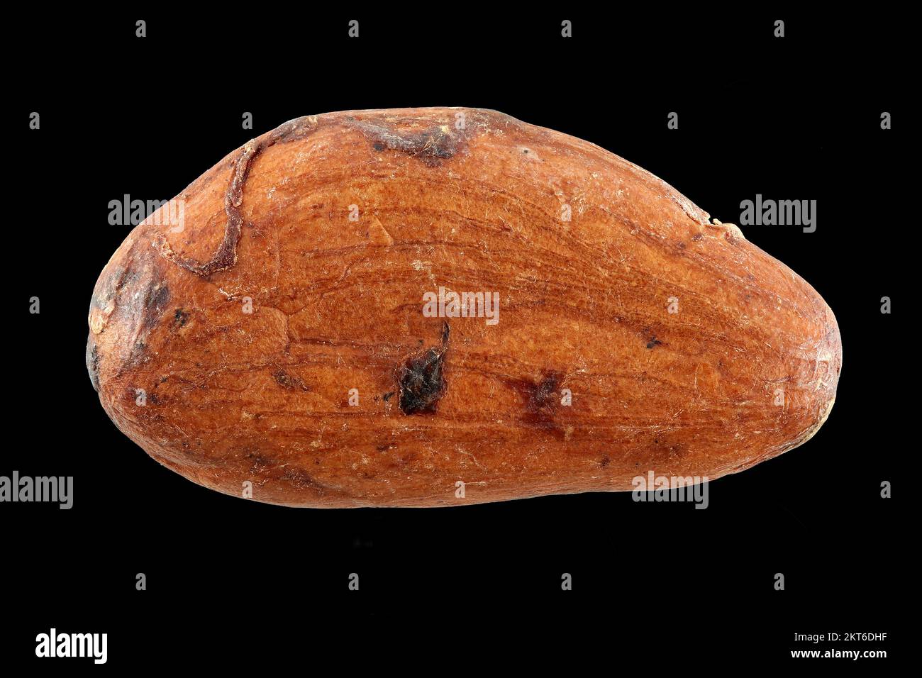 Theobroma cacao, Cacao bean, Kakaobohne, close up, fermented and dried seed with seed coat, 18-26 mm long Stock Photo