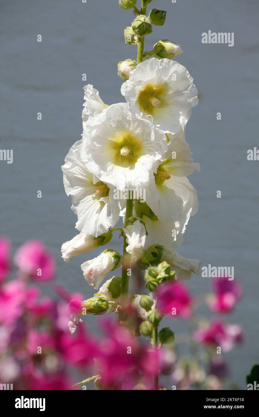 Flowering White Hollyhock Mallow, Germany Stock Photo