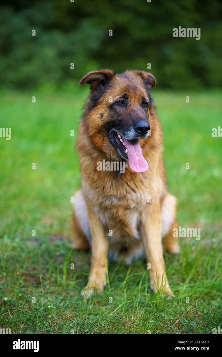 German Shepherd Dog With Toy In Muzzle Stock Photo