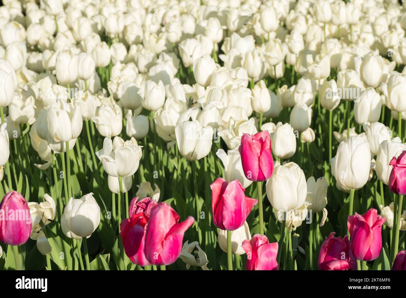 Tulips blooming in the colorful flower beds during Tulip fest in Ottawa