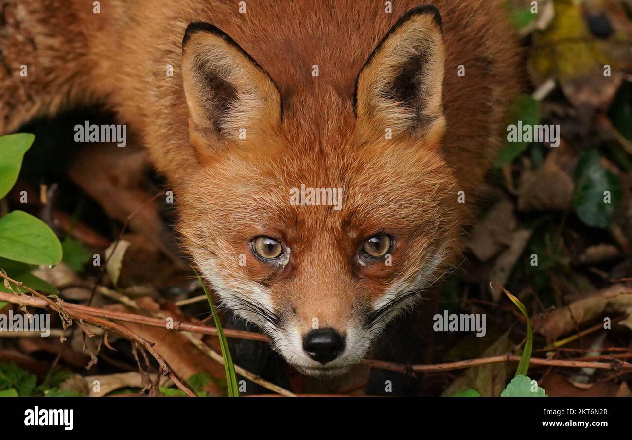 A fox on the banks of the Dodder River in Dublin. Picture date: Tuesday November 29, 2022. Stock Photo