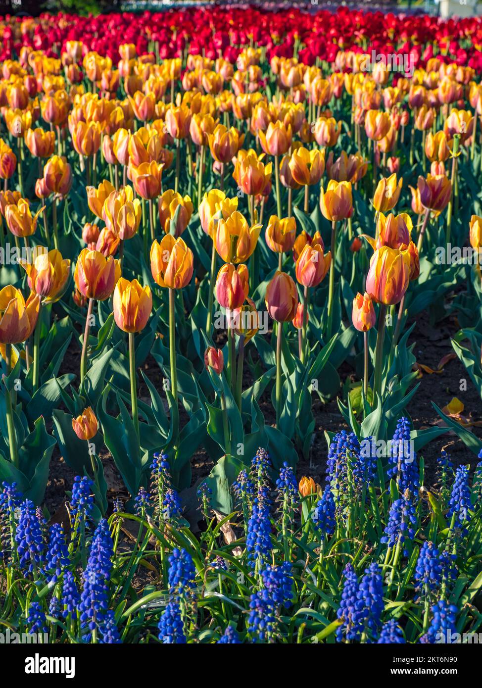 Tulips blooming in the colorful flower beds during Tulip fest in Ottawa