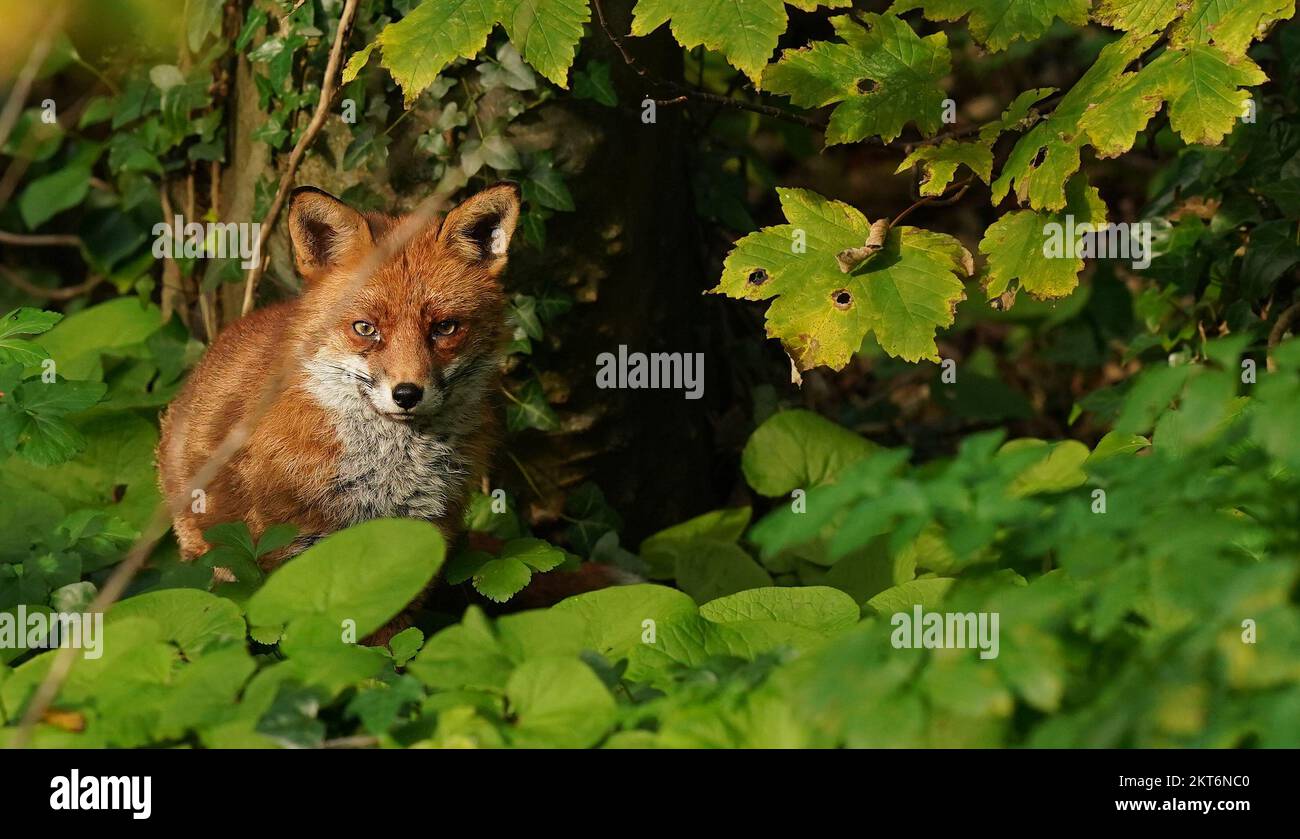 A fox on the banks of the Dodder River in Dublin. Picture date: Tuesday November 29, 2022. Stock Photo