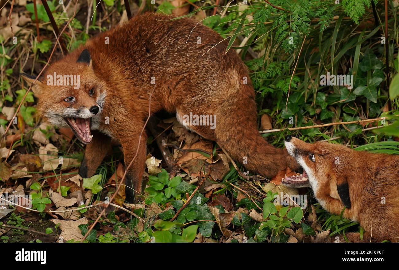 Two foxes fight over food on the banks of the Dodder River in Dublin. Picture date: Tuesday November 29, 2022. Stock Photo