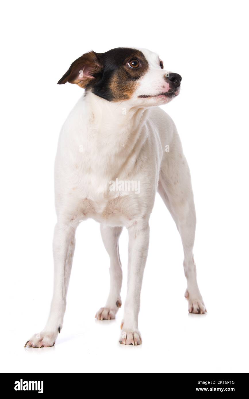 Cross breed dog standing isolated on white background Stock Photo - Alamy