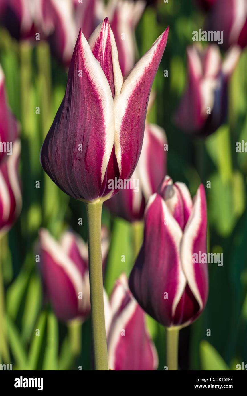 Tulips blooming in the colorful flower beds during Tulip fest in Ottawa